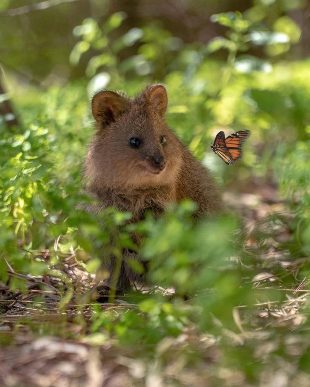 İddia ediyoruz daha şirin bir hayvan görmediniz... Ona “Dünyanın En Mutlu Hayvanı” diyorlar: Quokka'larla tanışın! 15